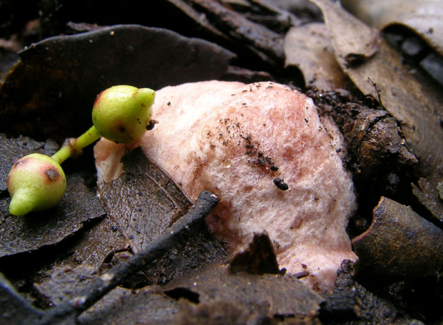 Hydnangium carneum